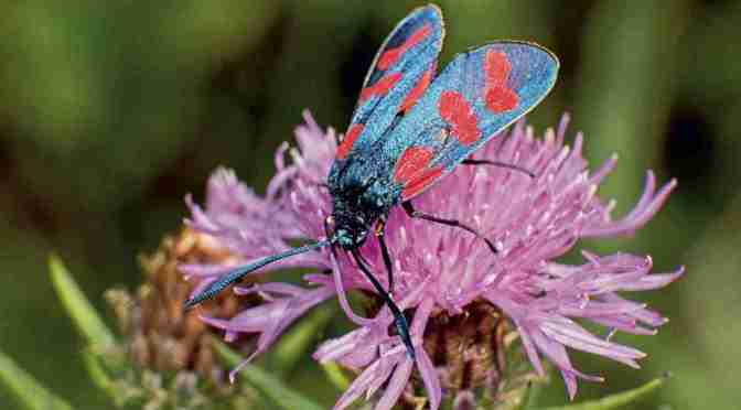 Tussenringen helpen bij insectenfotografie