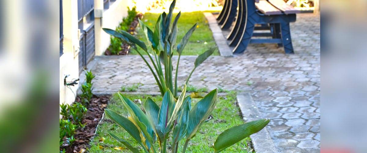 O novo jardim da sede do Grupo CORDIS. Conheça!