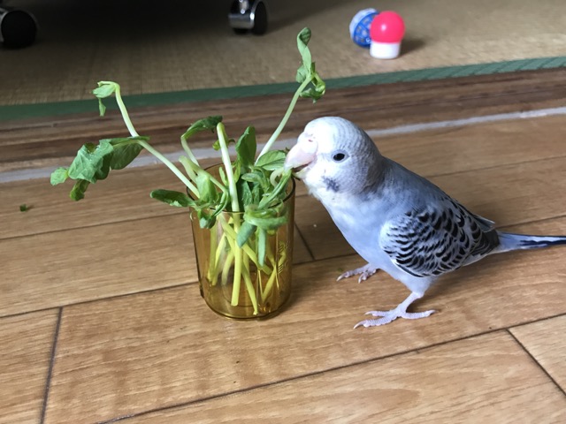 一万円から始められるセキセイインコとの至福の時間 初期セット的なものをまとめてみた Creative Plus