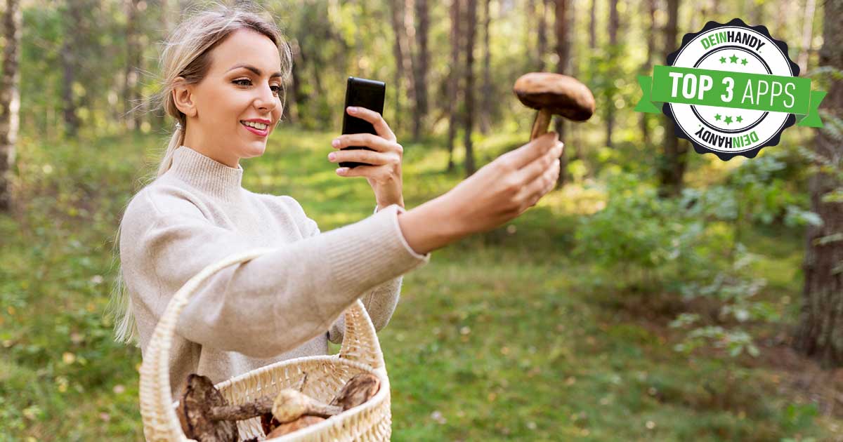 Pilz App Drei Beste Kostenlose Helfer Zur Pilzbestimmung