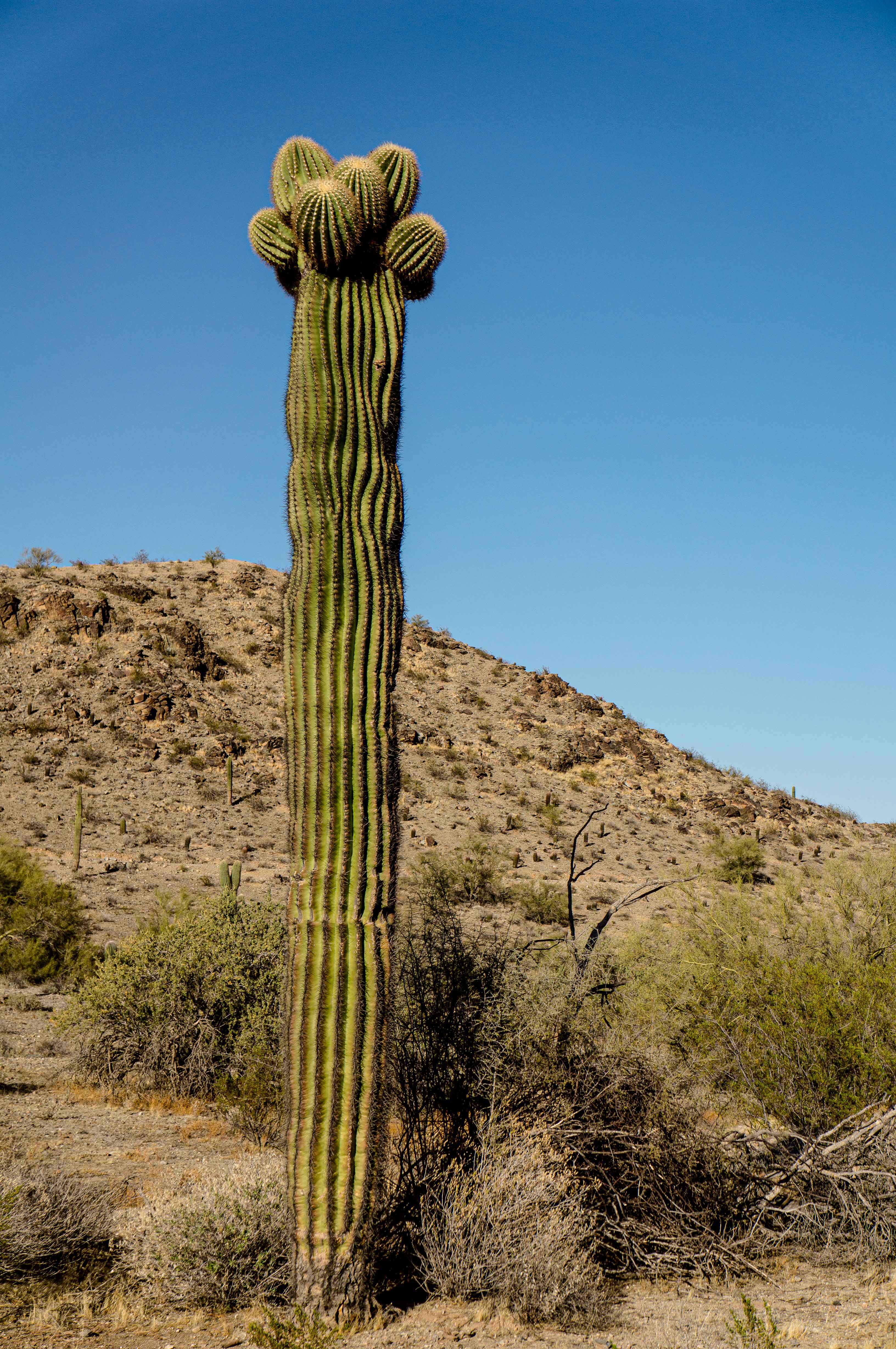 Stunning Saguaros: Ten Fascinating Facts About Saguaro Cacti