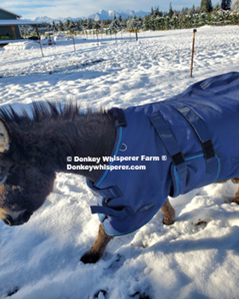 Measure a donkey for a blanket
