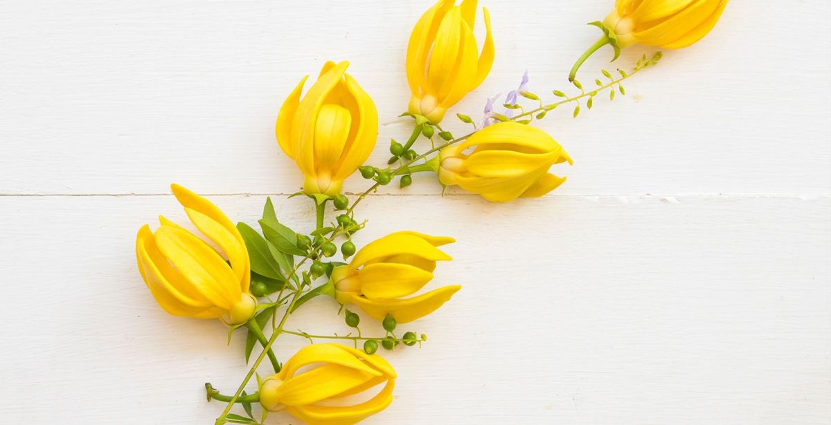 What does Ylang Ylang smell like Dossier Blog