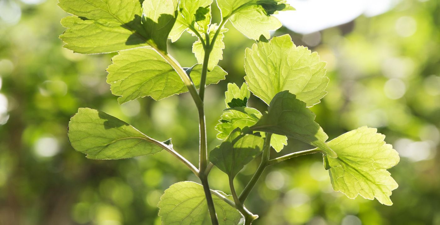 What does patchouli smell like Dossier Blog