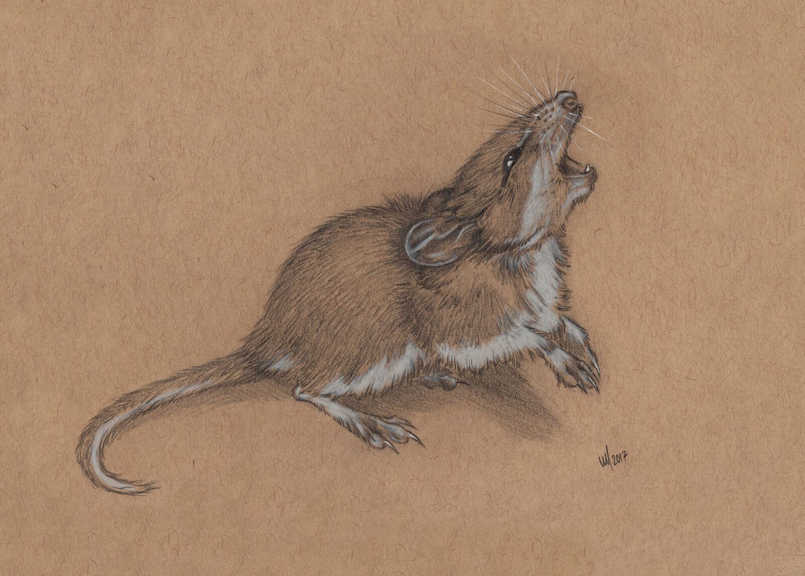 MARCH MAMMAL MADNESS – The Power of the Bracket – National Geographic
