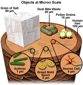 micron scale image by FSU