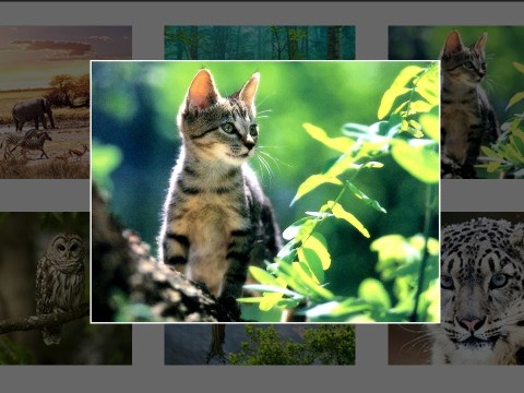 JavaScript Magnific Popup Gallery