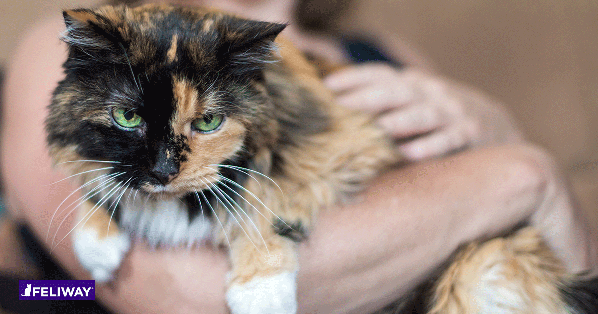 Come capire se un gatto ti vuole bene. Come Capire Se Il Gatto Ti Ama 8 Segni D Affetto
