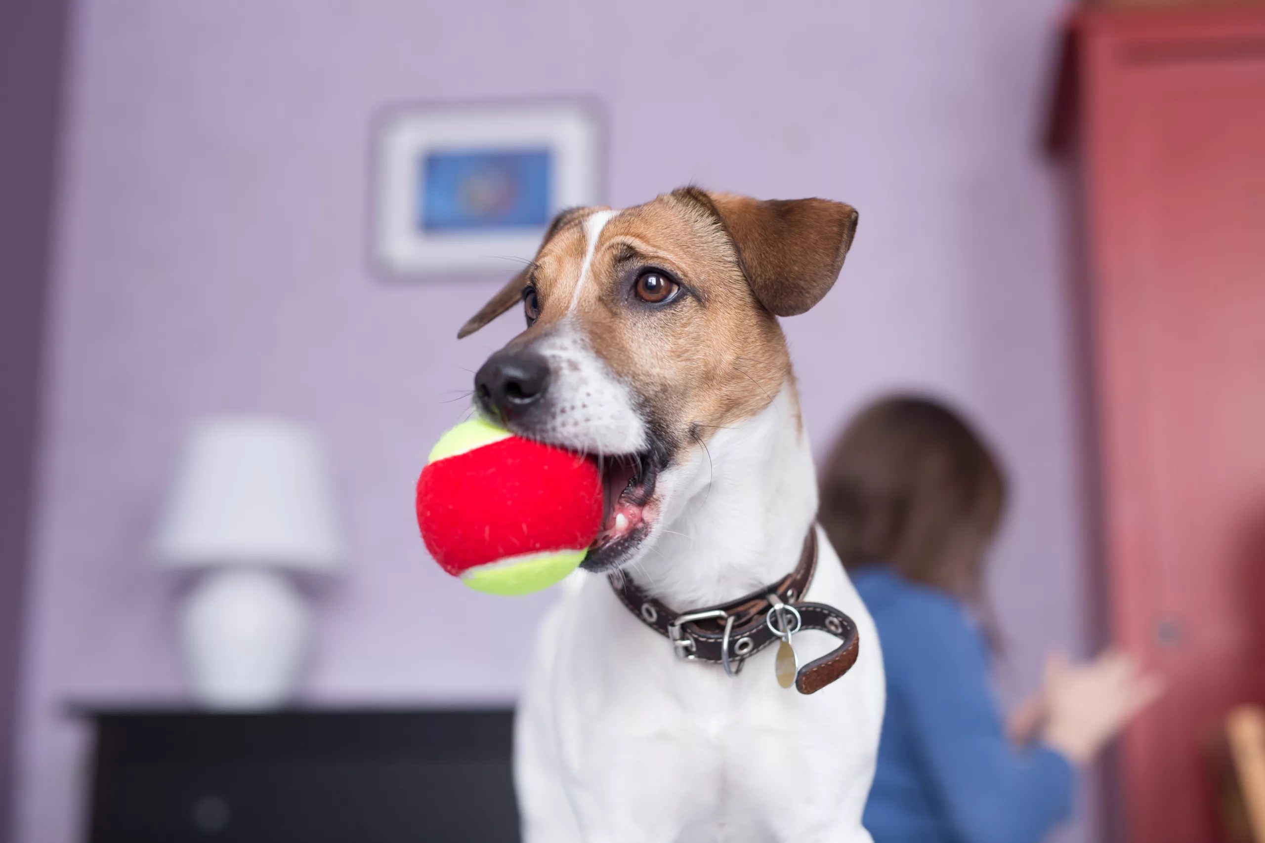 Fun pet toys for your dog and cat: National Pet Month 