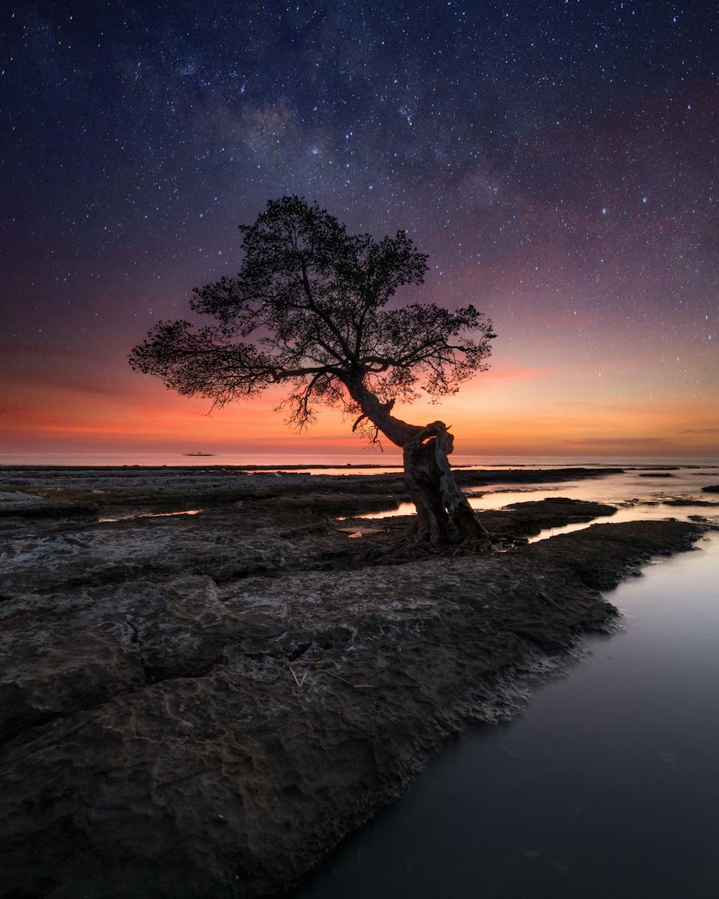 silhouette of a tree during night time