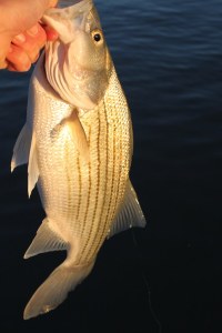 hand holding a fish by the mouth over dark water