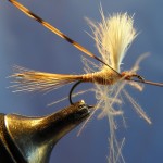 Wrap the CDC loop on the thorax to the wing, but no further.  Then secure a hackle.