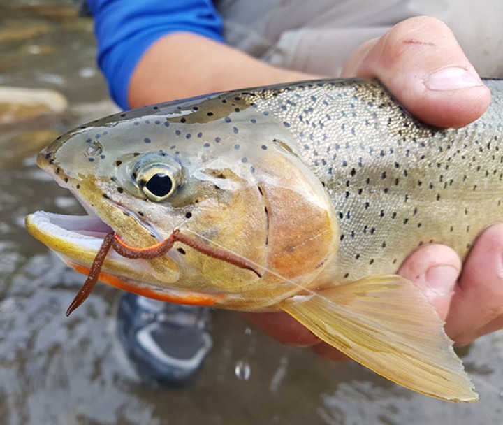 FLY FISHING'S DIRTY SECRET?