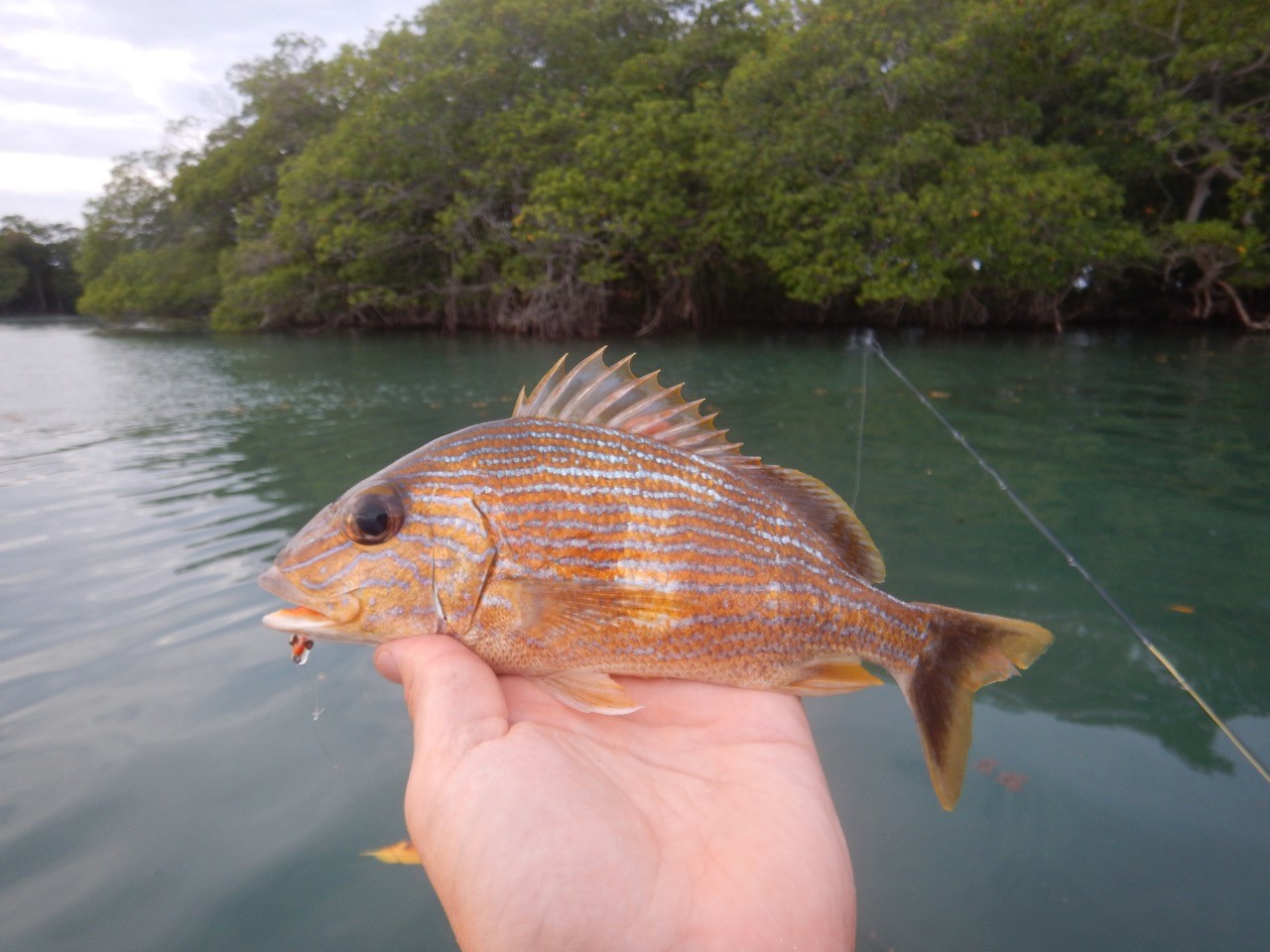 BelizeVarietyBlog_fish3