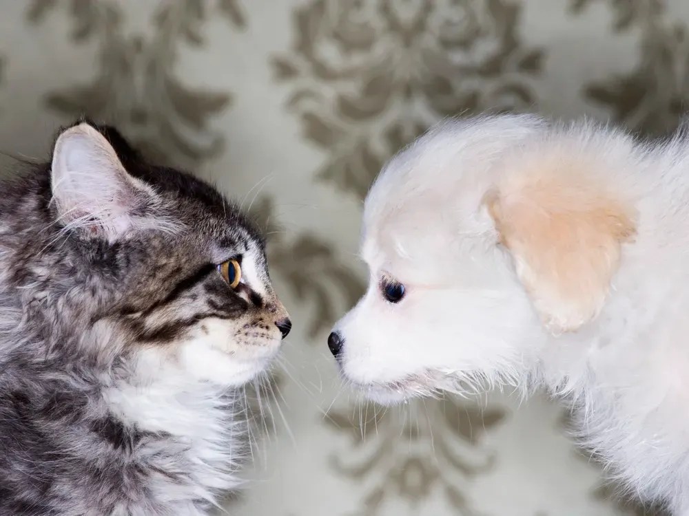 Le bichon frisé s&rsquo;entend-il bien avec les chats ? Guide complet des relations entre bichons frisés et félins !