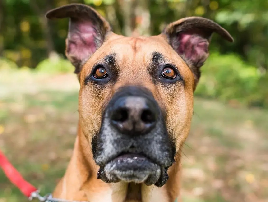 German Shepherd and Great Dane Mix – Meet the Breed