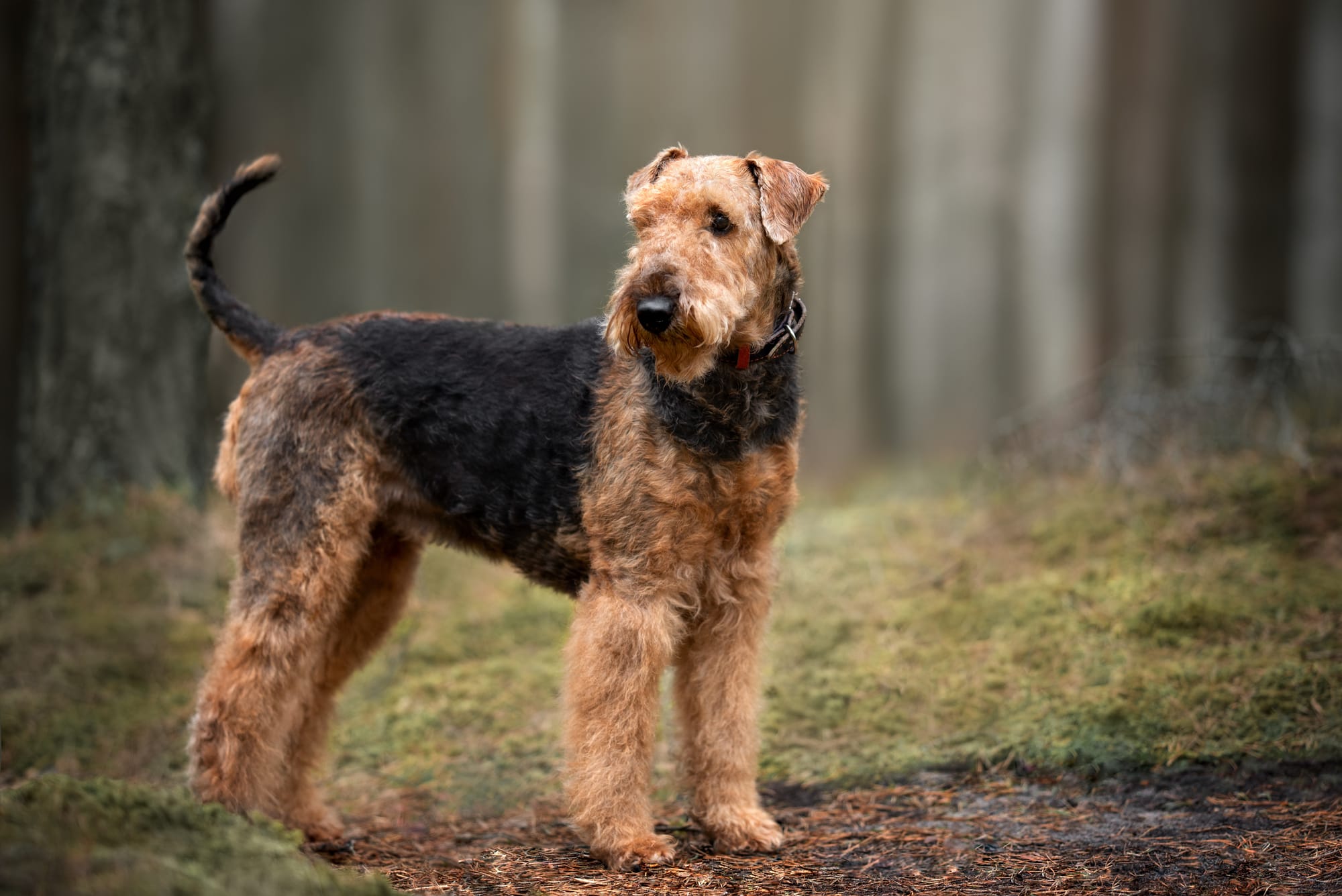 Les Airedale Terriers aboient-ils beaucoup ? Guide complet de leurs aboiements !