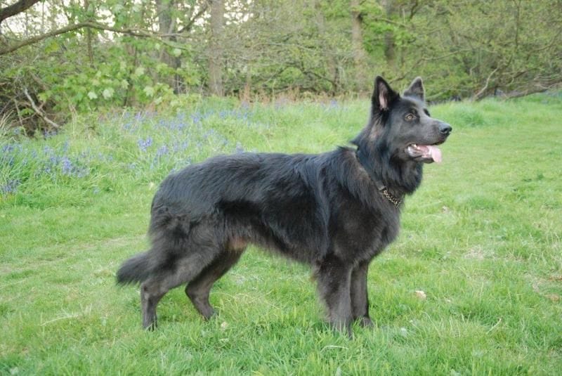 Blue German Shepherd: Characteristics and Care Tips!
