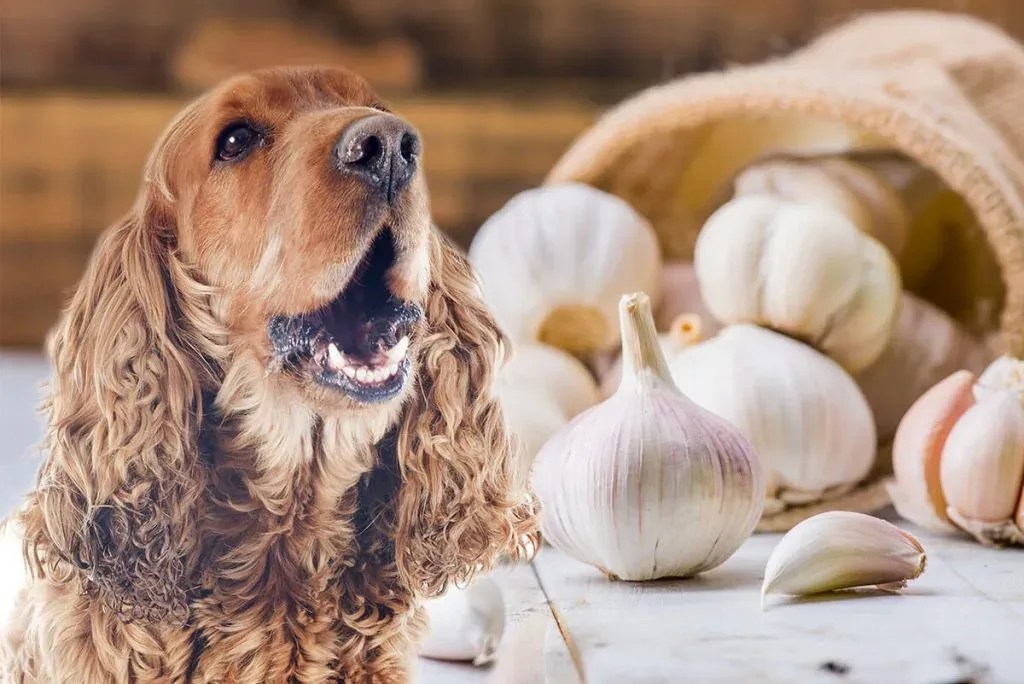 Can Dogs Have Garlic? Toxicity, Symptoms and What to Do