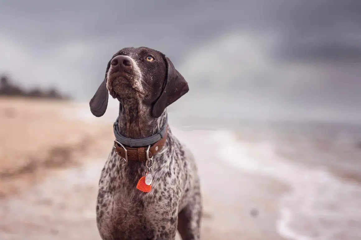 Why Do German Shorthaired Pointers Shake? Wag and Wiggle!