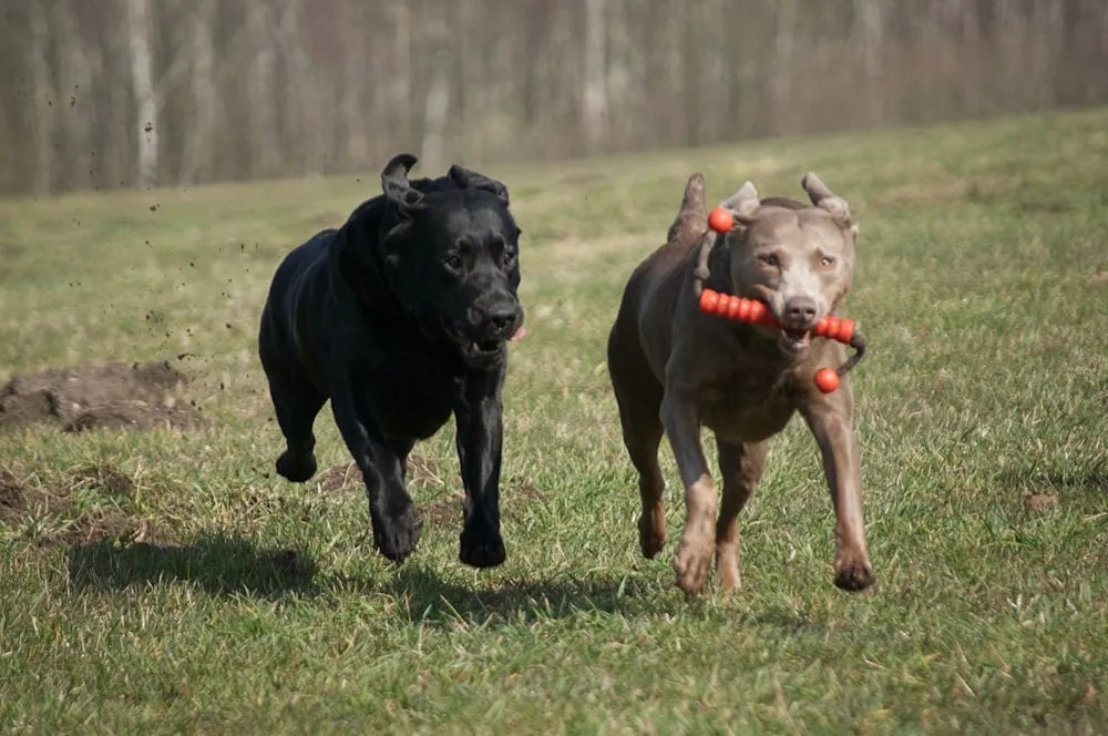 Everything About Silver Labrador Retrievers