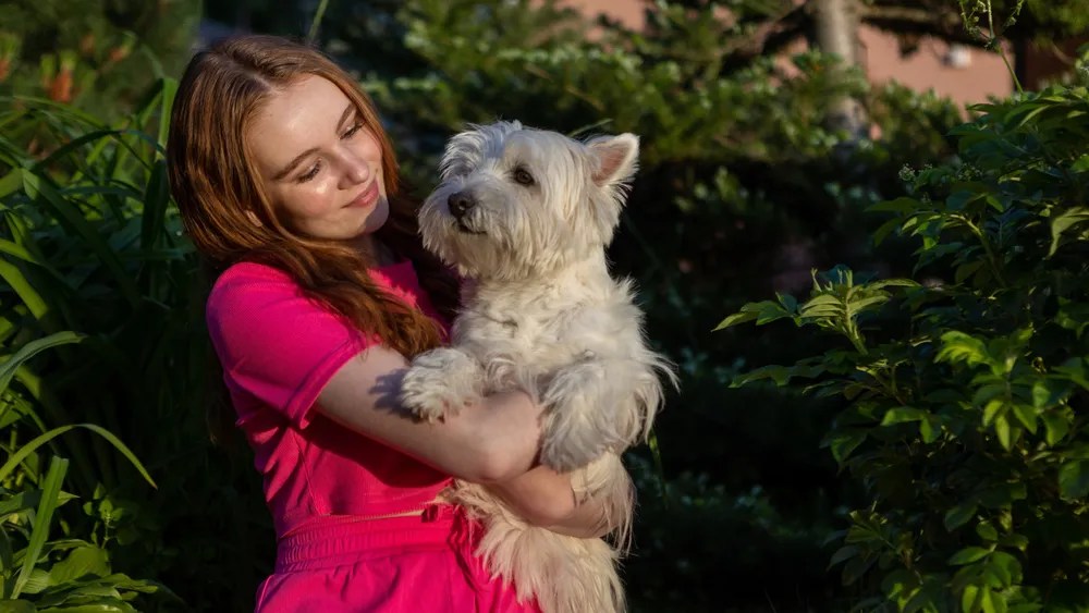 Faut-il couper les poils du Cairn Terrier ? Guide toilettage