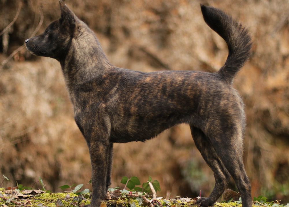 Perros atigrados: patrones únicos y cuidados