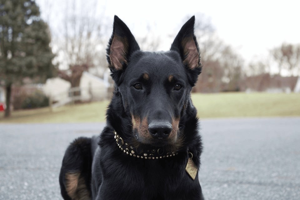 Les oreilles du Beauceron sont-elles coupées ? Guide de la coupe d&rsquo;oreilles du Beauceron !