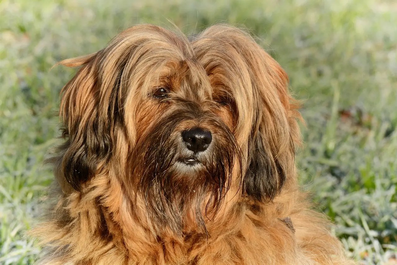 Small Terrier Breeds