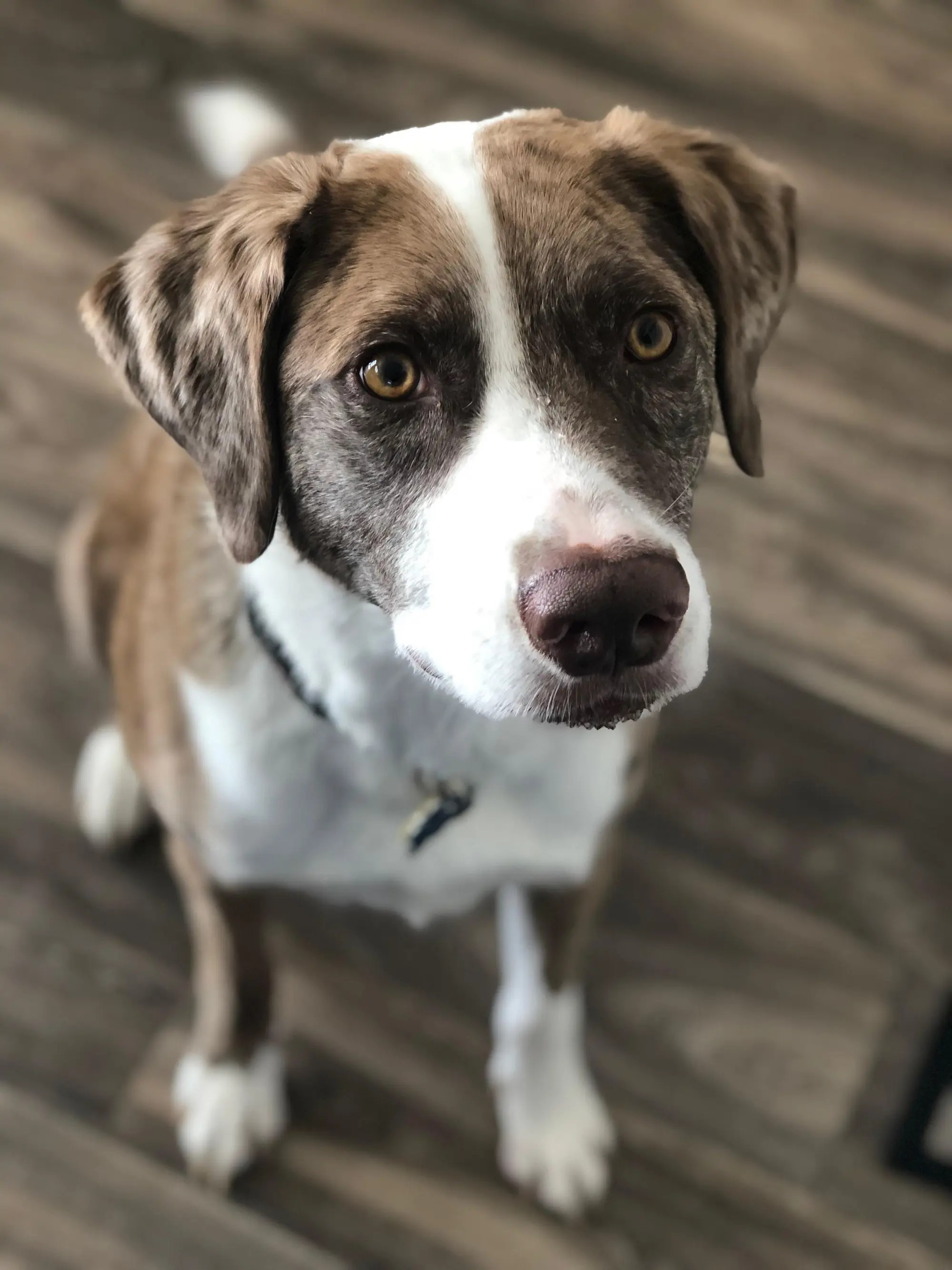 Are Catahoula Lab Mixes Good Dogs?