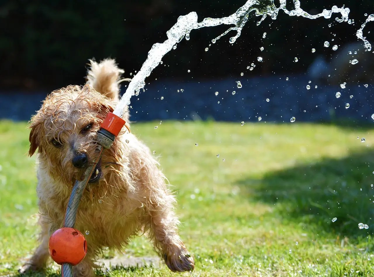 Terrier breeds