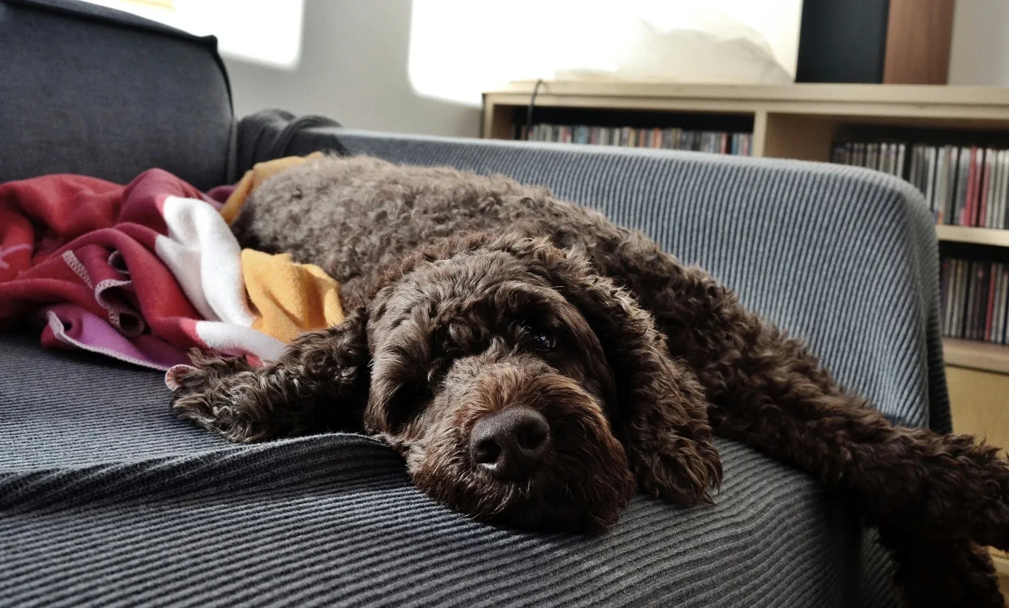 All About The Chocolate Goldendoodle: Meet the Top 5 on Instagram