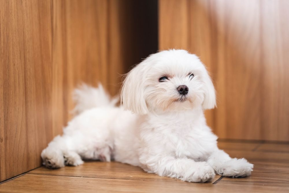 Perros teacup: pros, contras y todo lo que necesitas saber