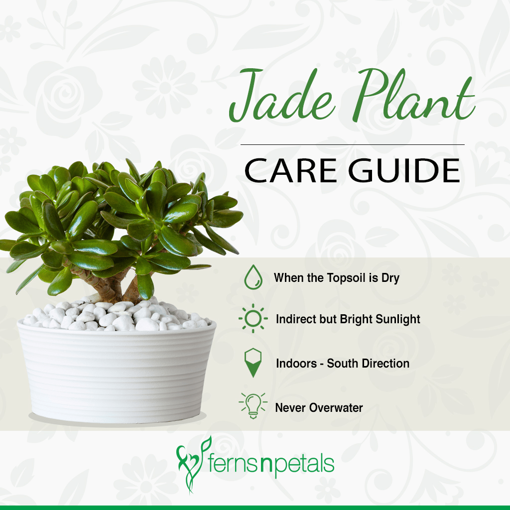 Azaleas are easy to care for. How To Take Care Of Indoor Plants Ferns N Petals