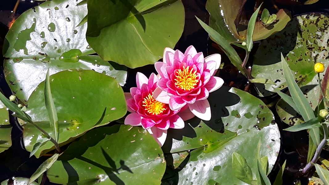 Rückkehr zum Frühling Qigong im Achtsamkeitszentrum München
