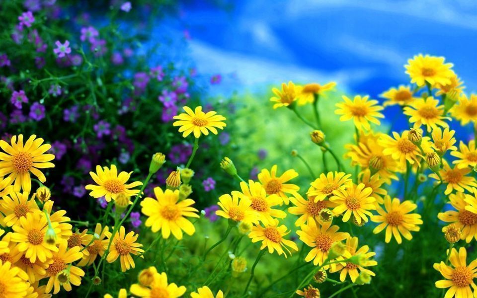 pic Fotos Flores Amarillas las flores amarillas dan mala suerte