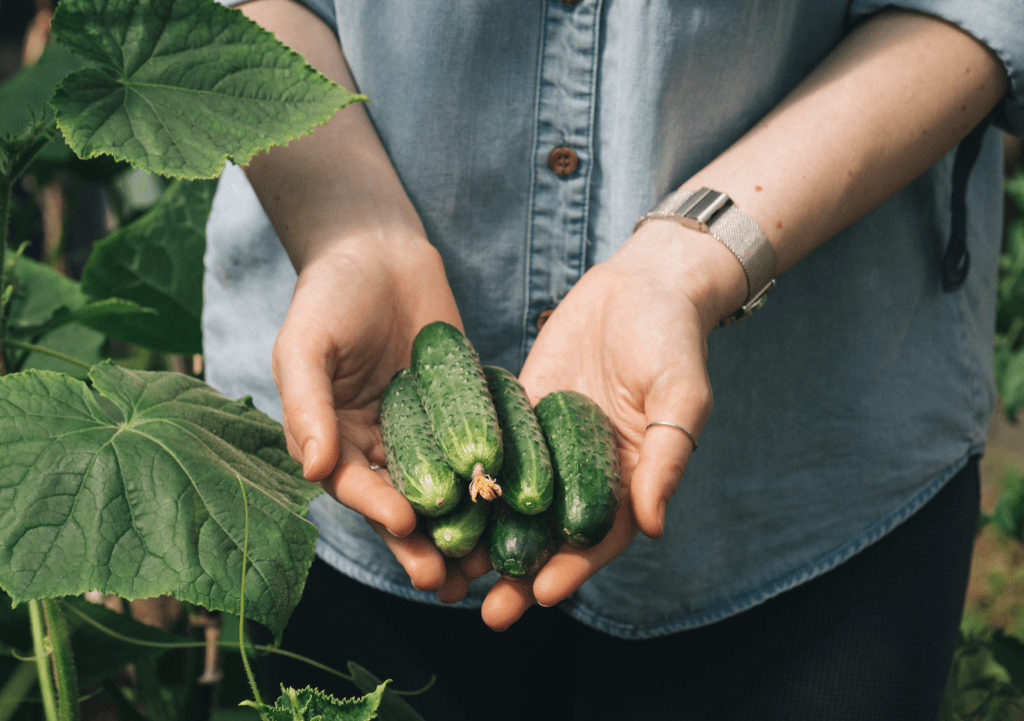 Growing Cucumbers In Containers How To Plant Grow Harvest Cucumbers In Pots And Containers The Sage