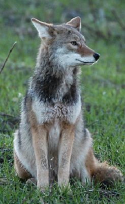 Coyotes are a fact of life, and pet owners should be wary