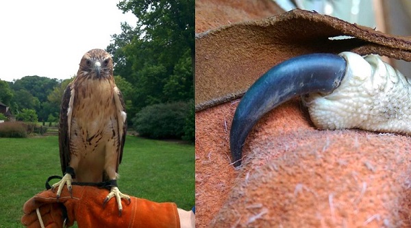 A red-tailed hawk & an up-close look at its talon