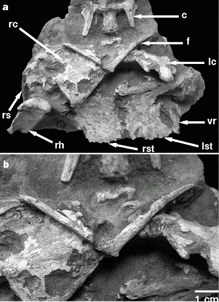 A velociraptor wishbone. Photo courtesy of nature.com