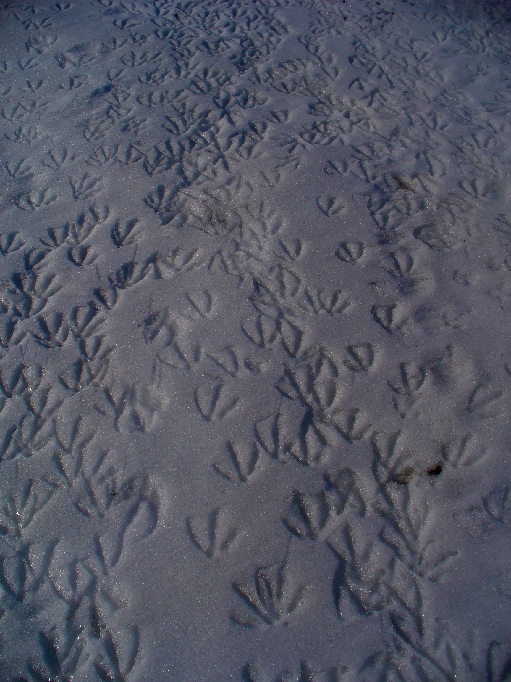 Canada Geese Snow Prints Winton Lake