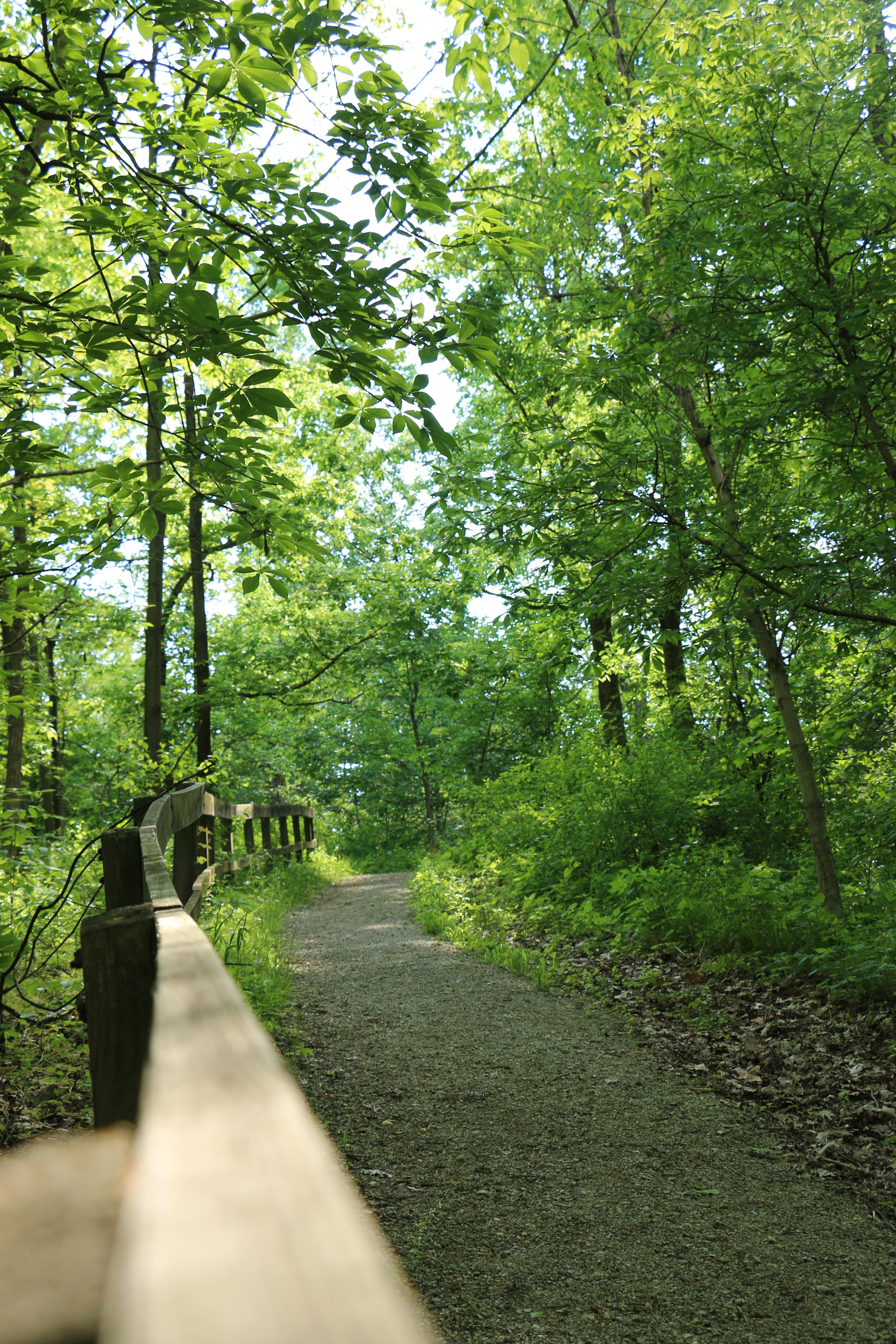 Little Turtle Trail Shawnee Lookout
