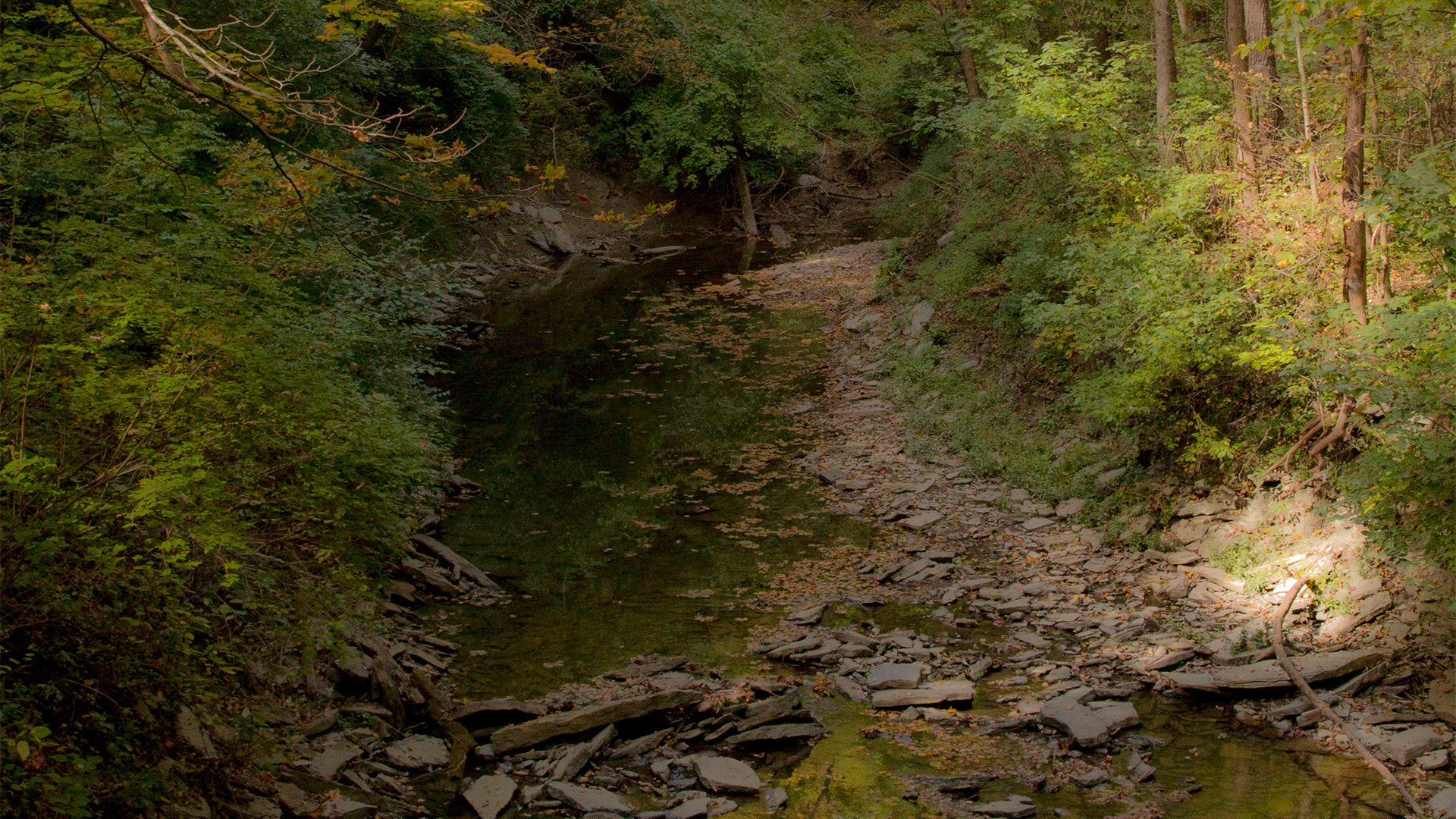Sharon Woods Gorge Trail