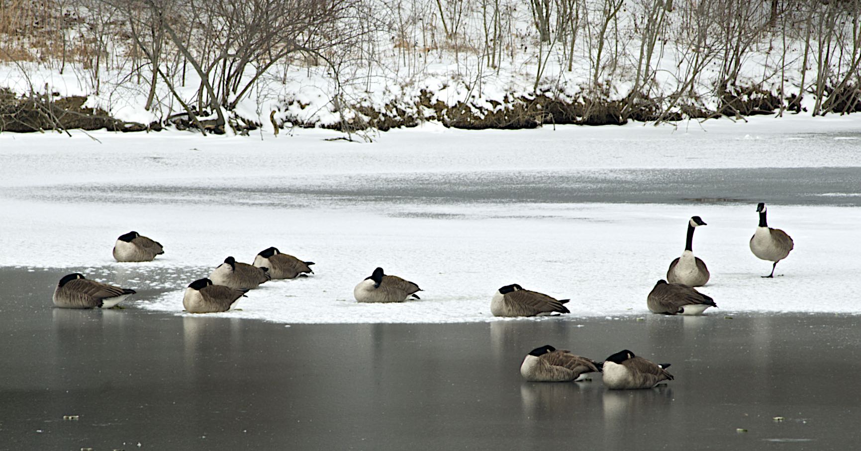 Geese on Sharon Lake