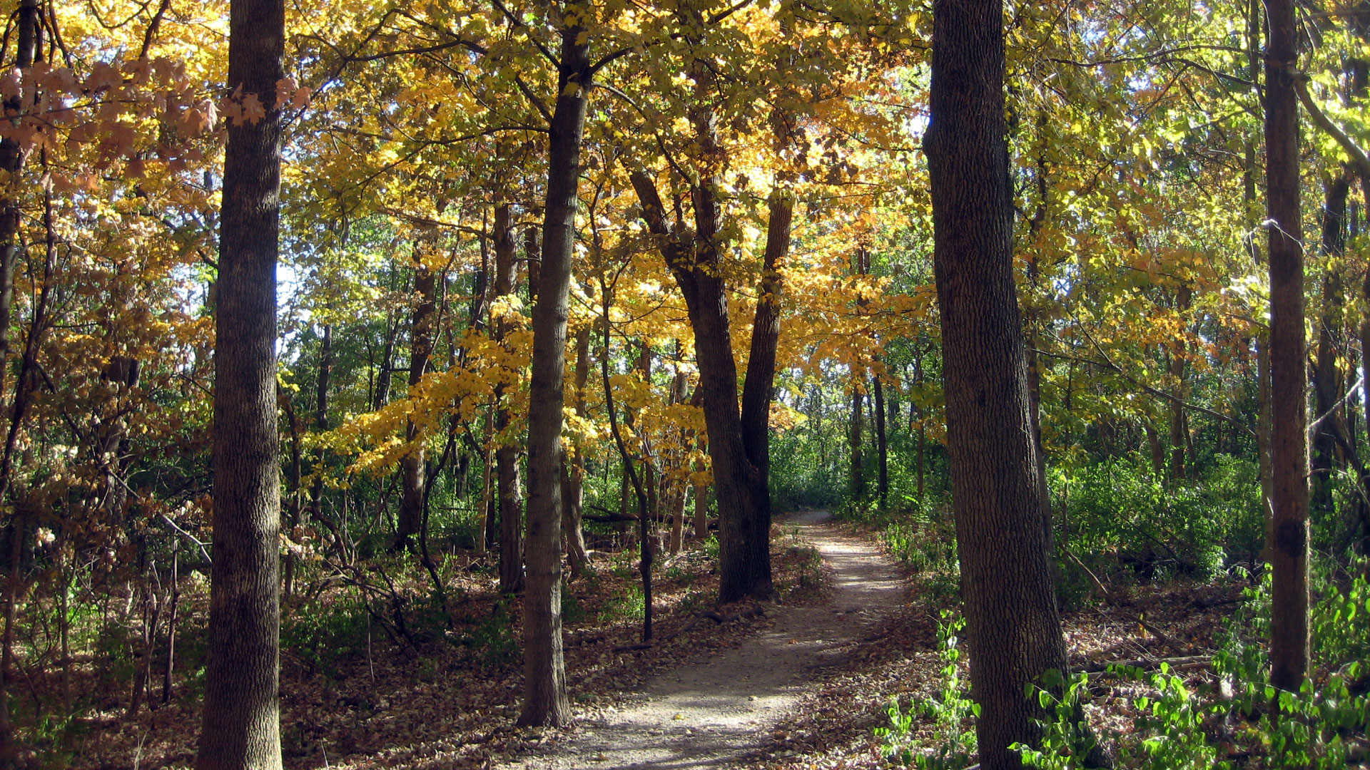 Withrow Nature Preserve Trout Lily Trail