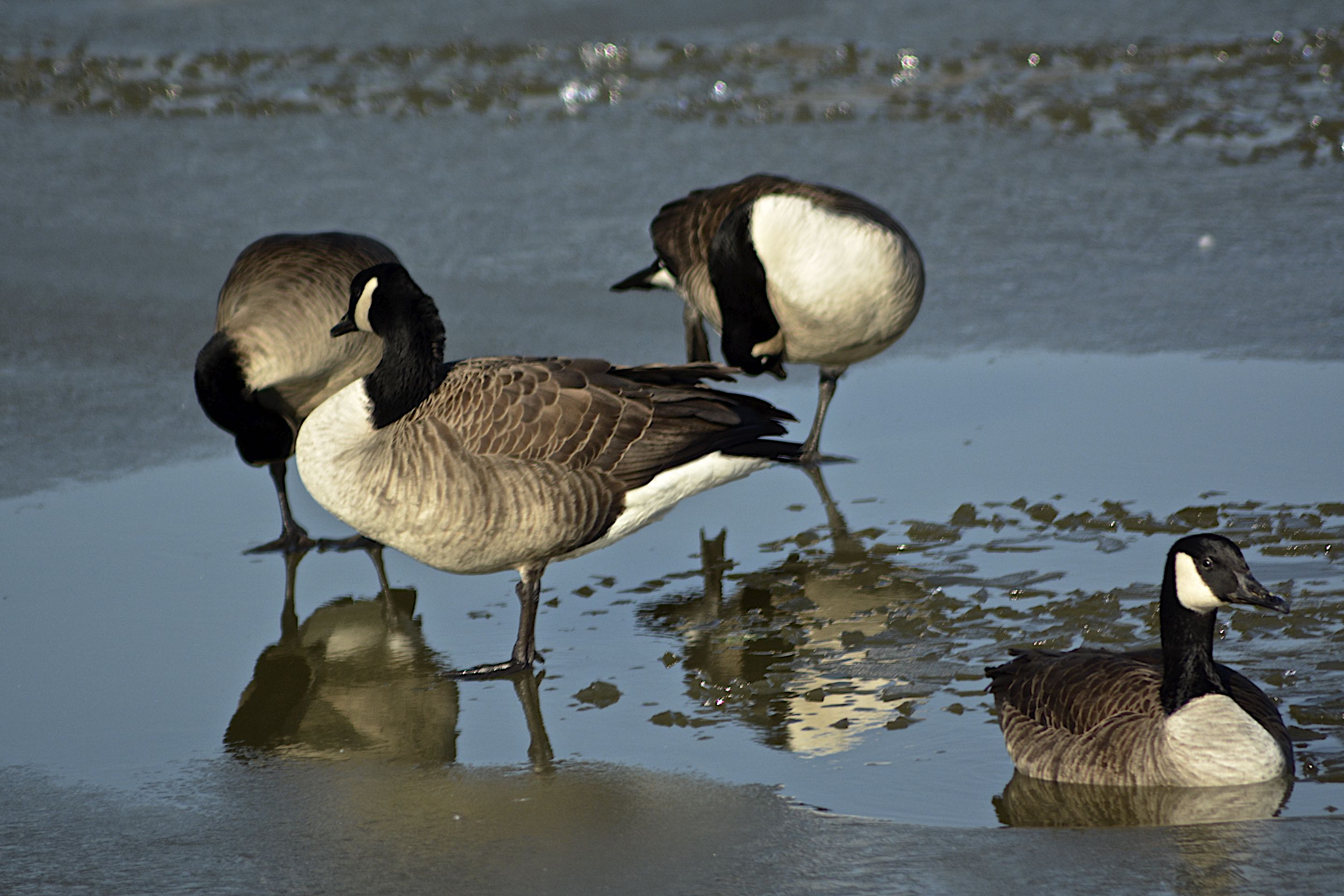 Canada Geese on Winton Lake