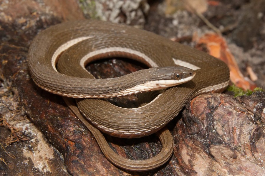 A queen snake is curled up on some rocks.