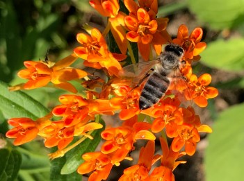 A honeybee sips nectar from the orange butterfly milkweed plant.