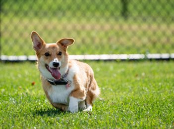 A corgi plays in the field of Simmonds Family Dog Park at Miami Whitewater Forest.