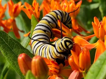 A monarch catepillar sits atop the orange flowers of butterfly milkweed.